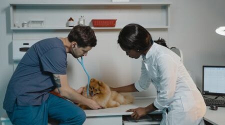Two vet techs give a Pomeranian a check up